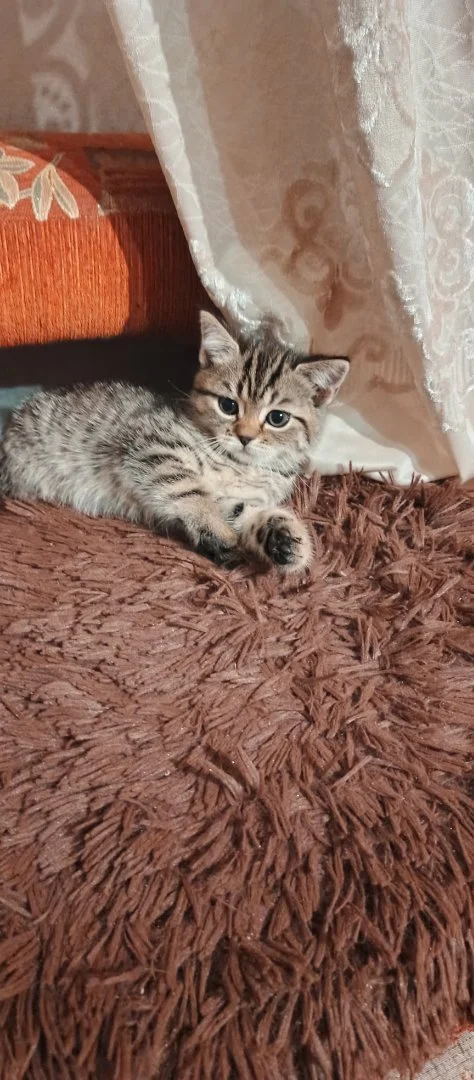 Котенок - изображение 1