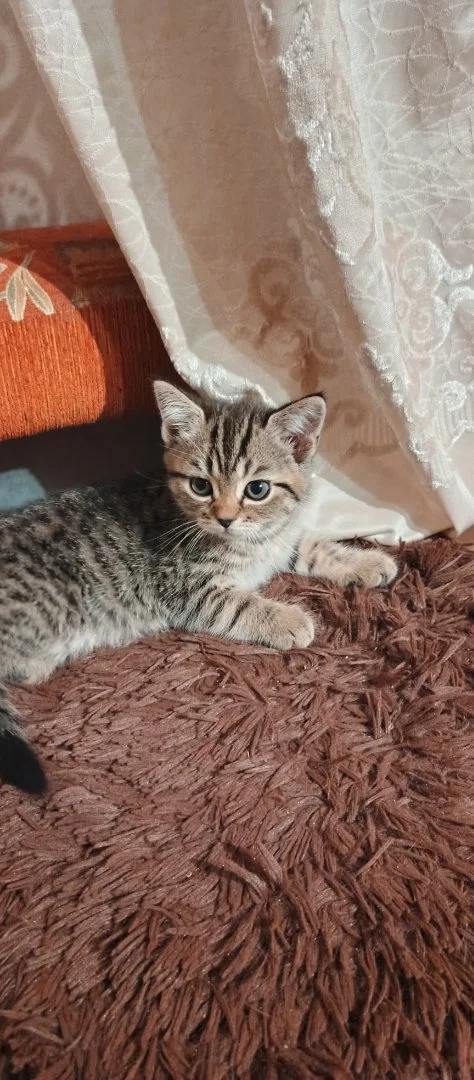 Котенок - миниатюра 2