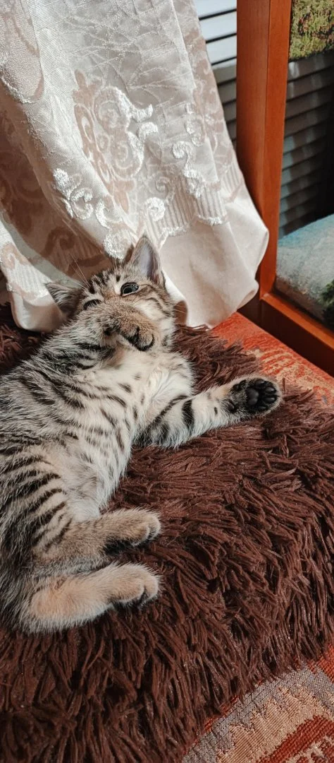 Котенок - миниатюра 3