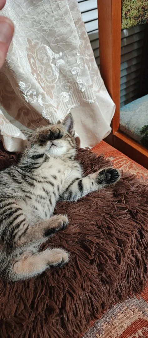 Котенок - миниатюра 4