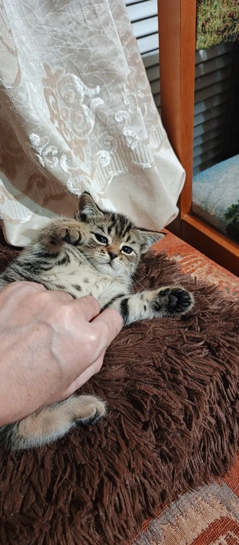 Котенок - миниатюра 5