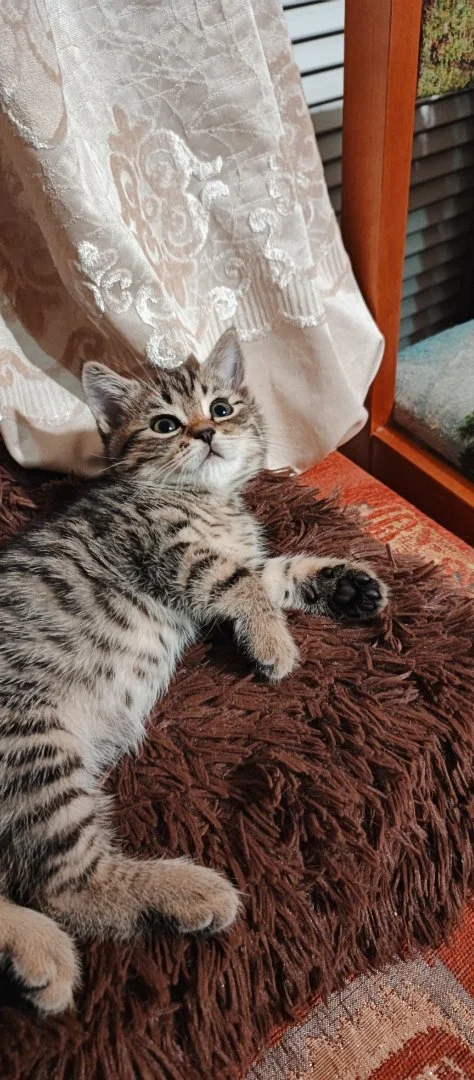 Котенок - миниатюра 6