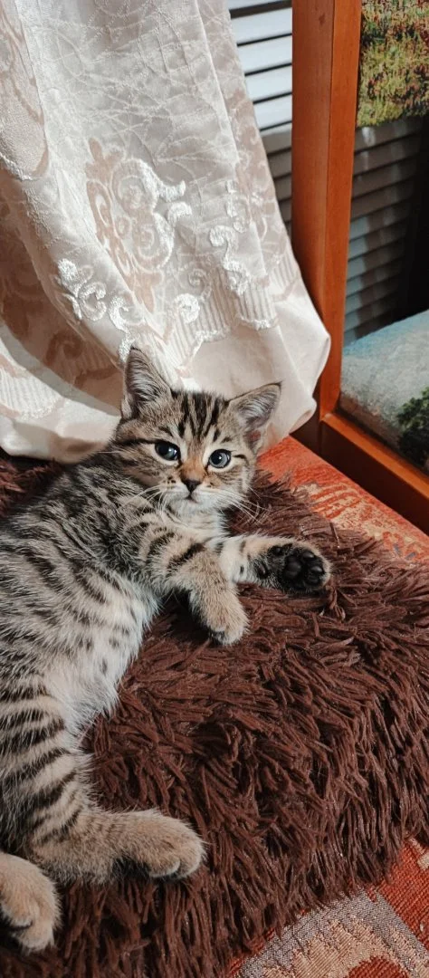 Котенок - миниатюра 7