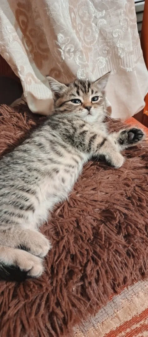 Котенок - миниатюра 8