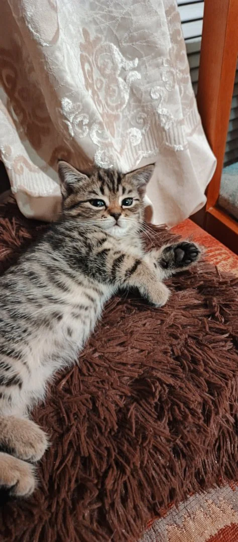 Котенок - миниатюра 9