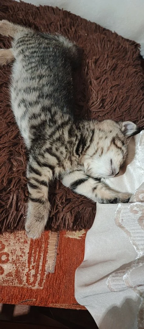 Котенок - миниатюра 10