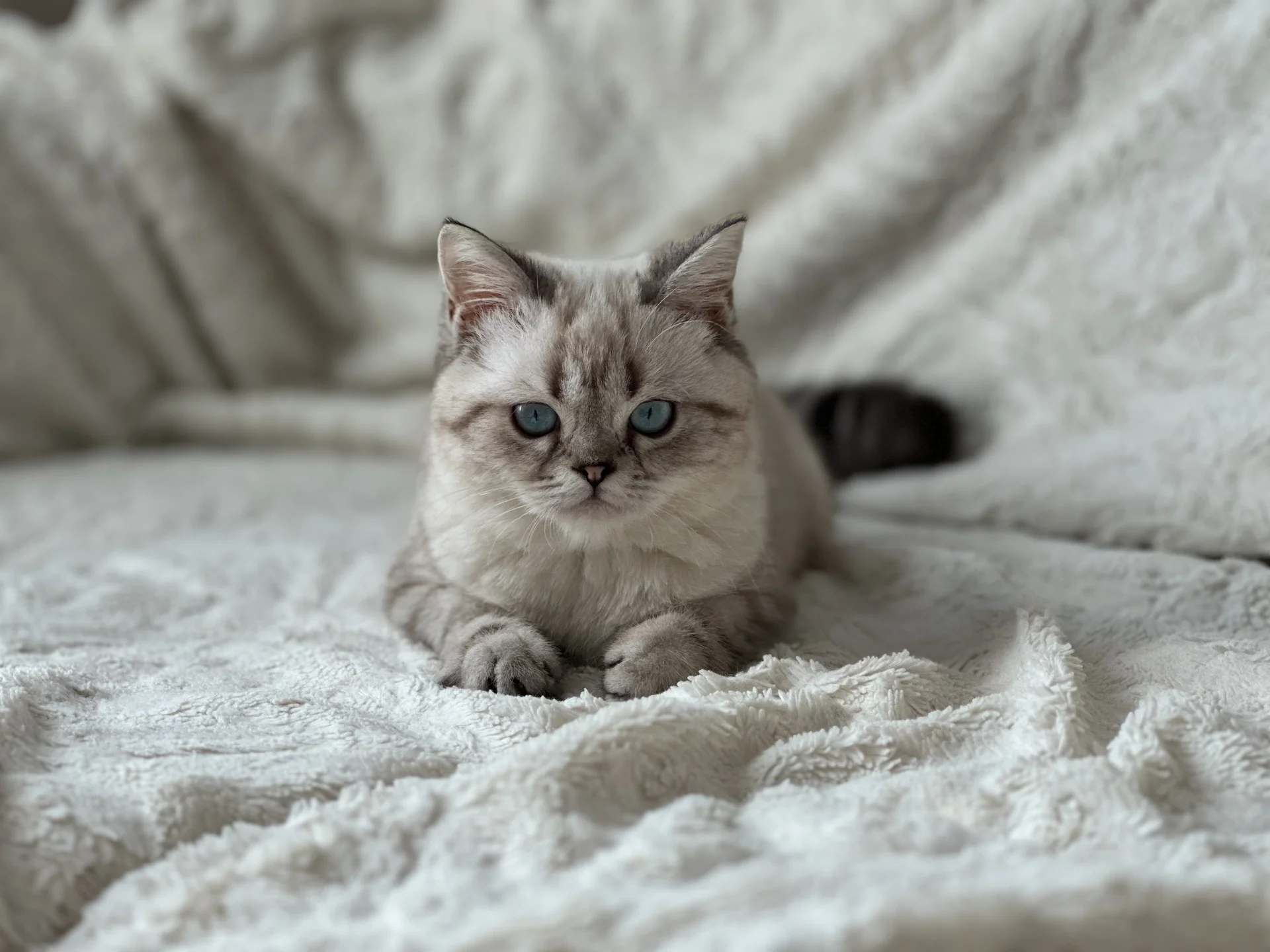 Британский котенок - изображение 1