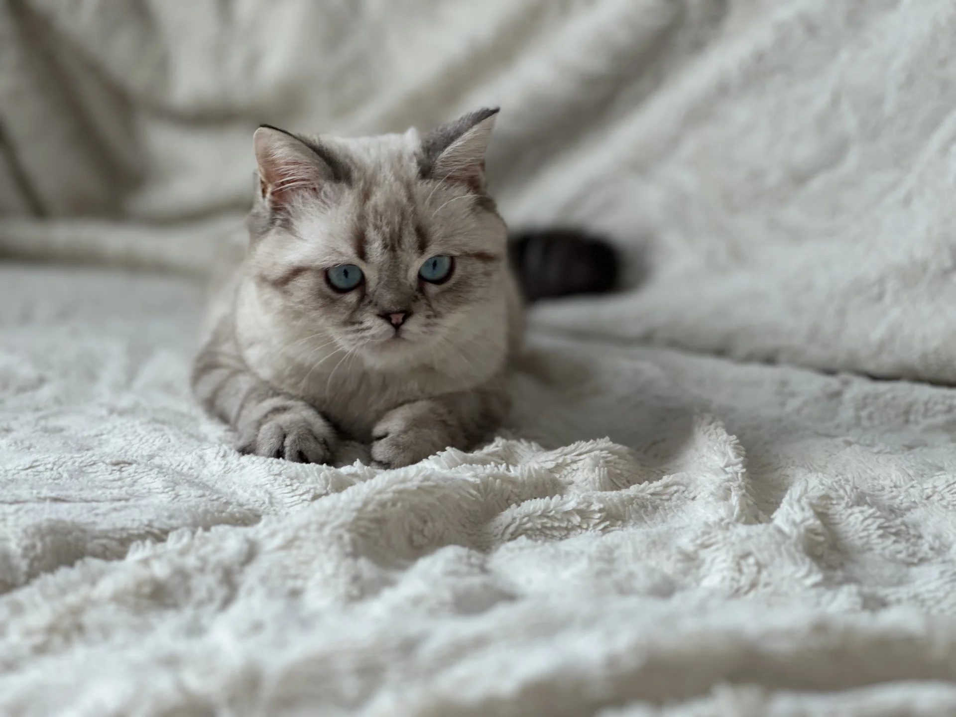 Британский котенок - миниатюра 2