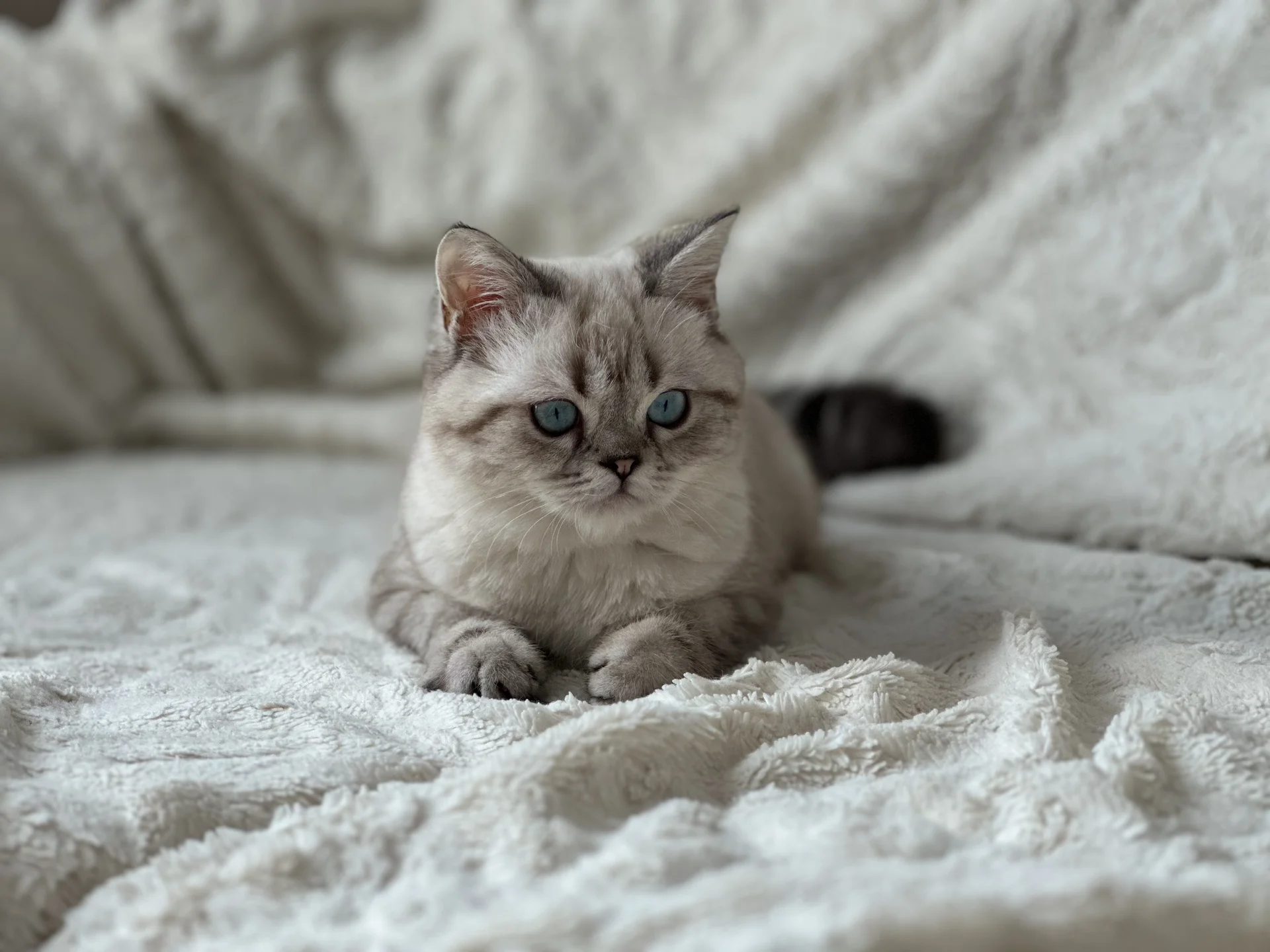 Британский котенок - миниатюра 3