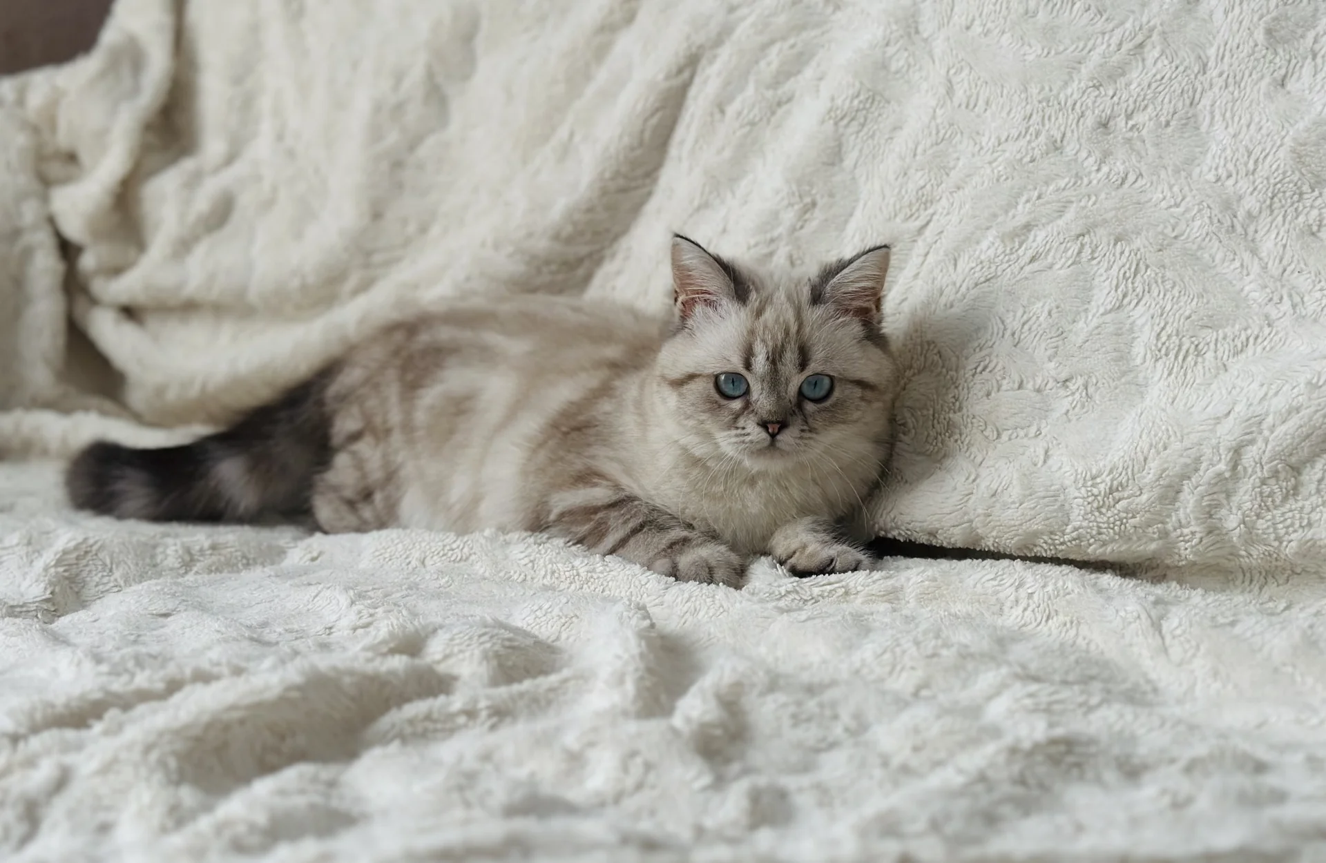 Британский котенок - миниатюра 4