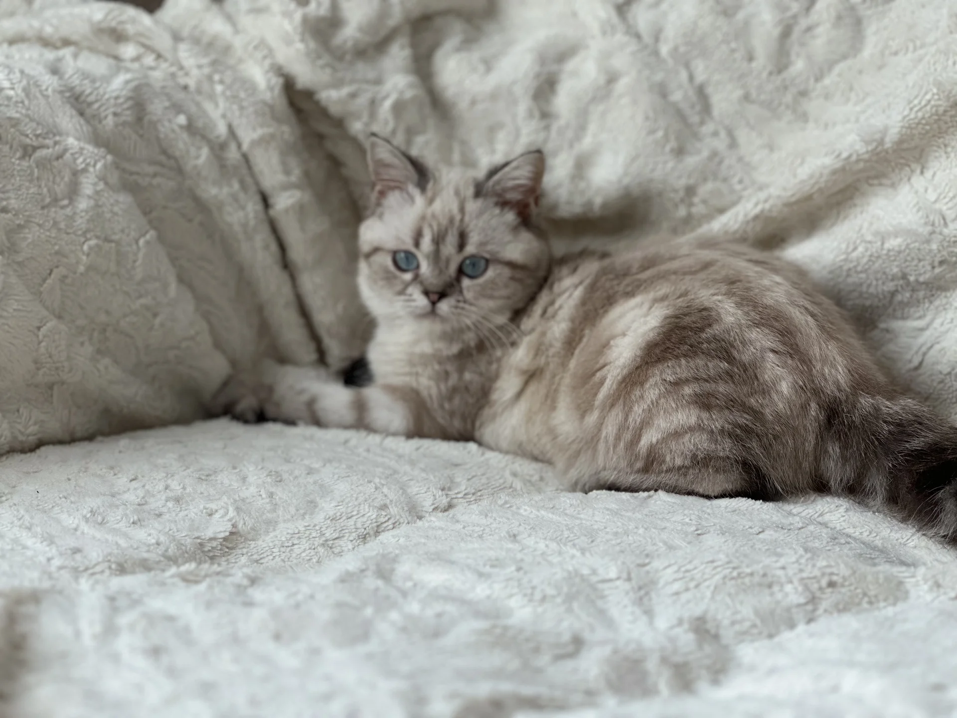 Британский котенок - миниатюра 5