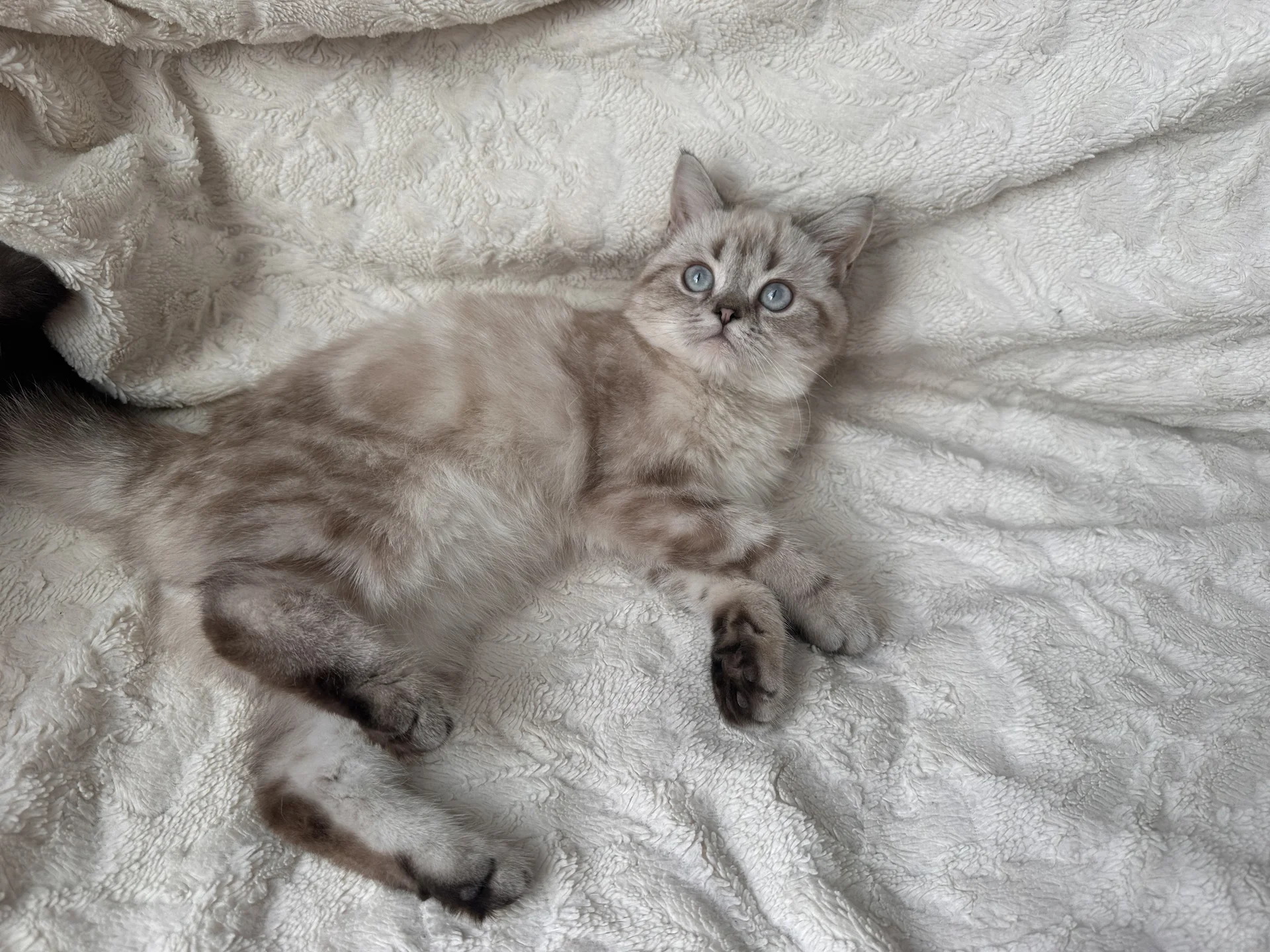 Британский котенок - миниатюра 6