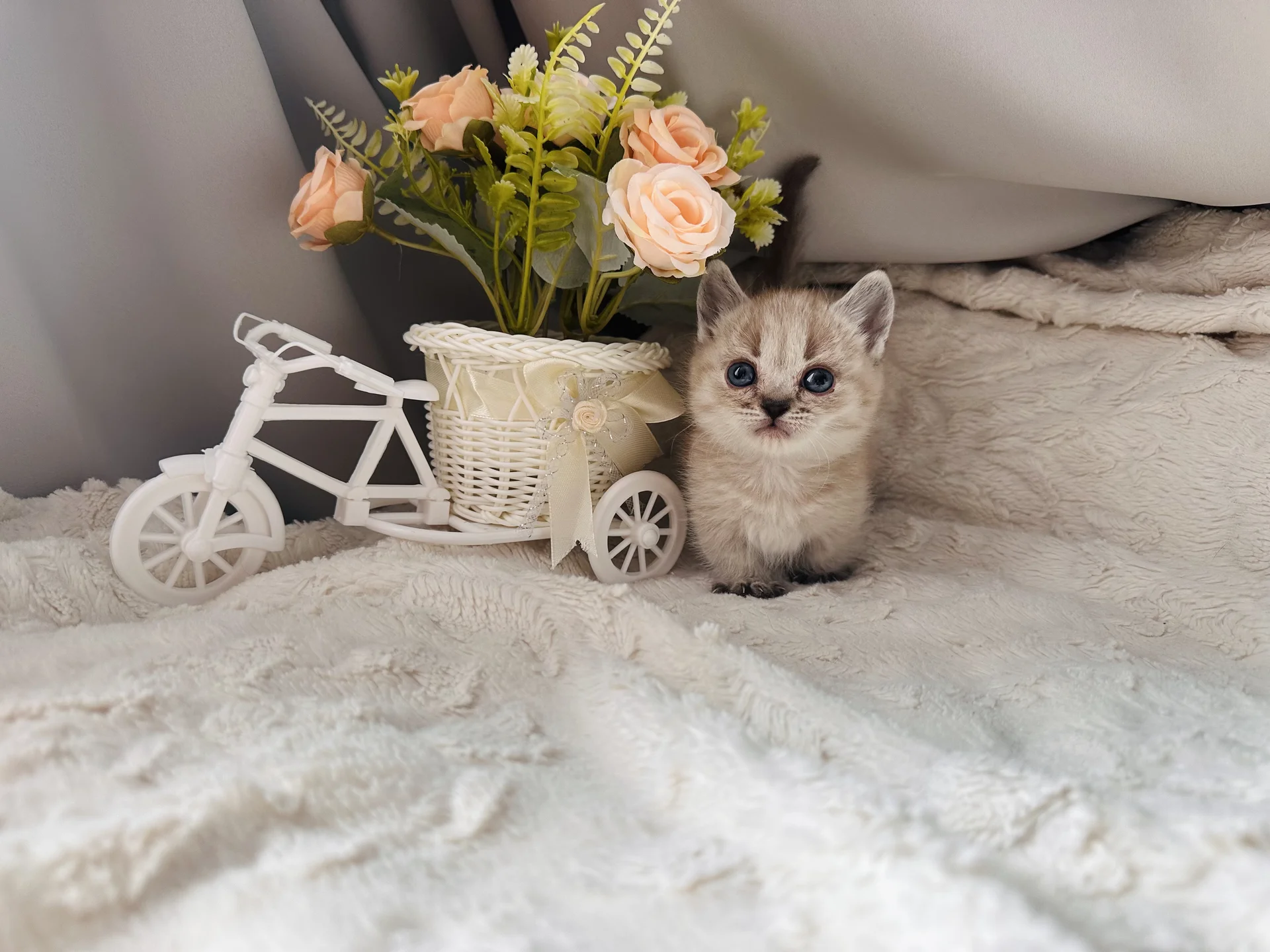 Котенок Манчкин - изображение 1