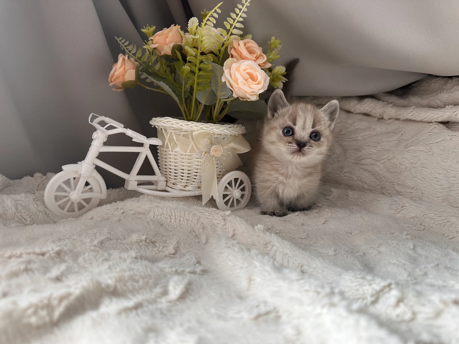 Котенок Манчкин - миниатюра 2