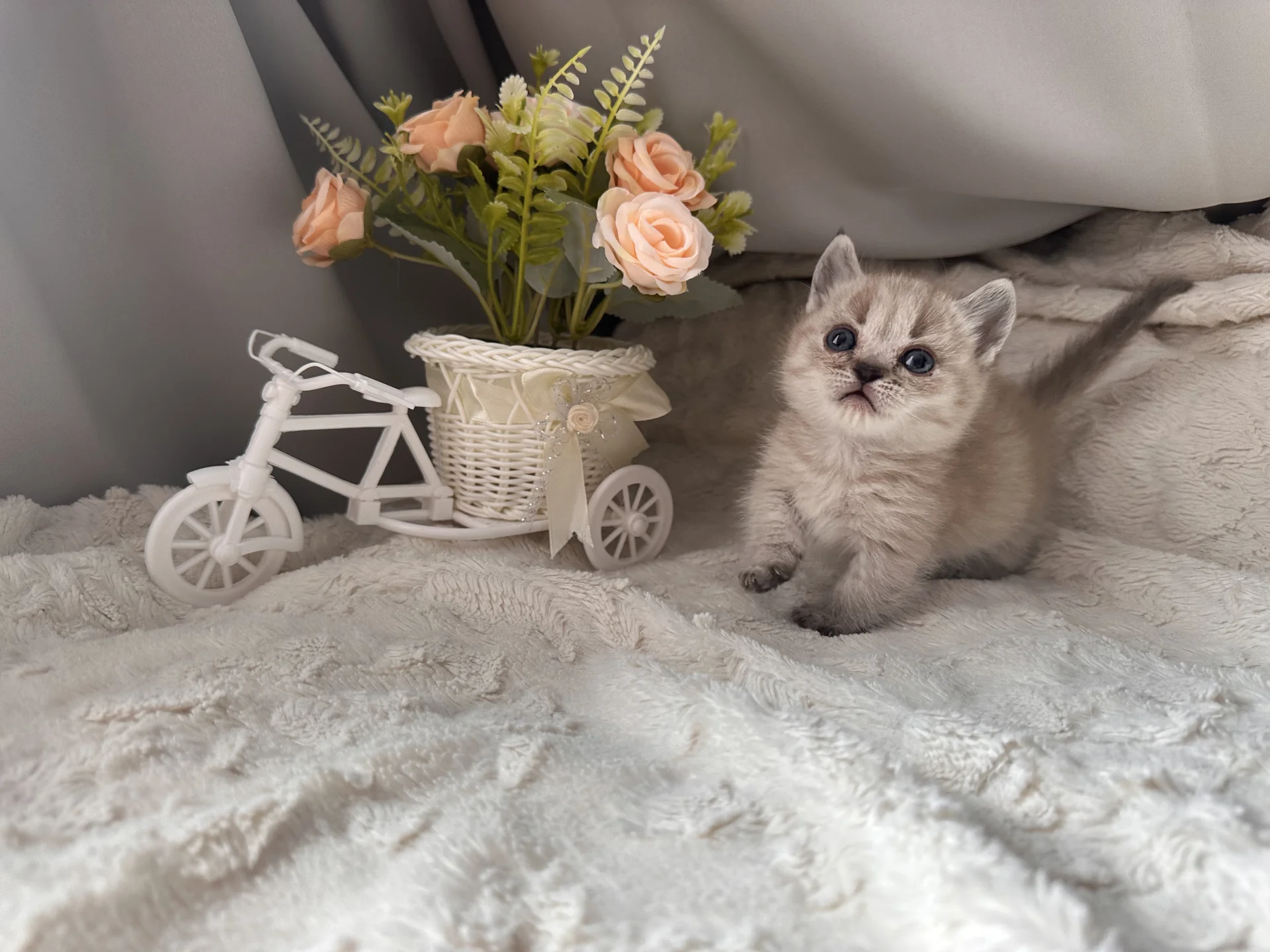 Котенок Манчкин - миниатюра 3