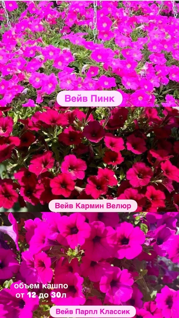 Петуния ампельная, крепкая рассада - миниатюра 2