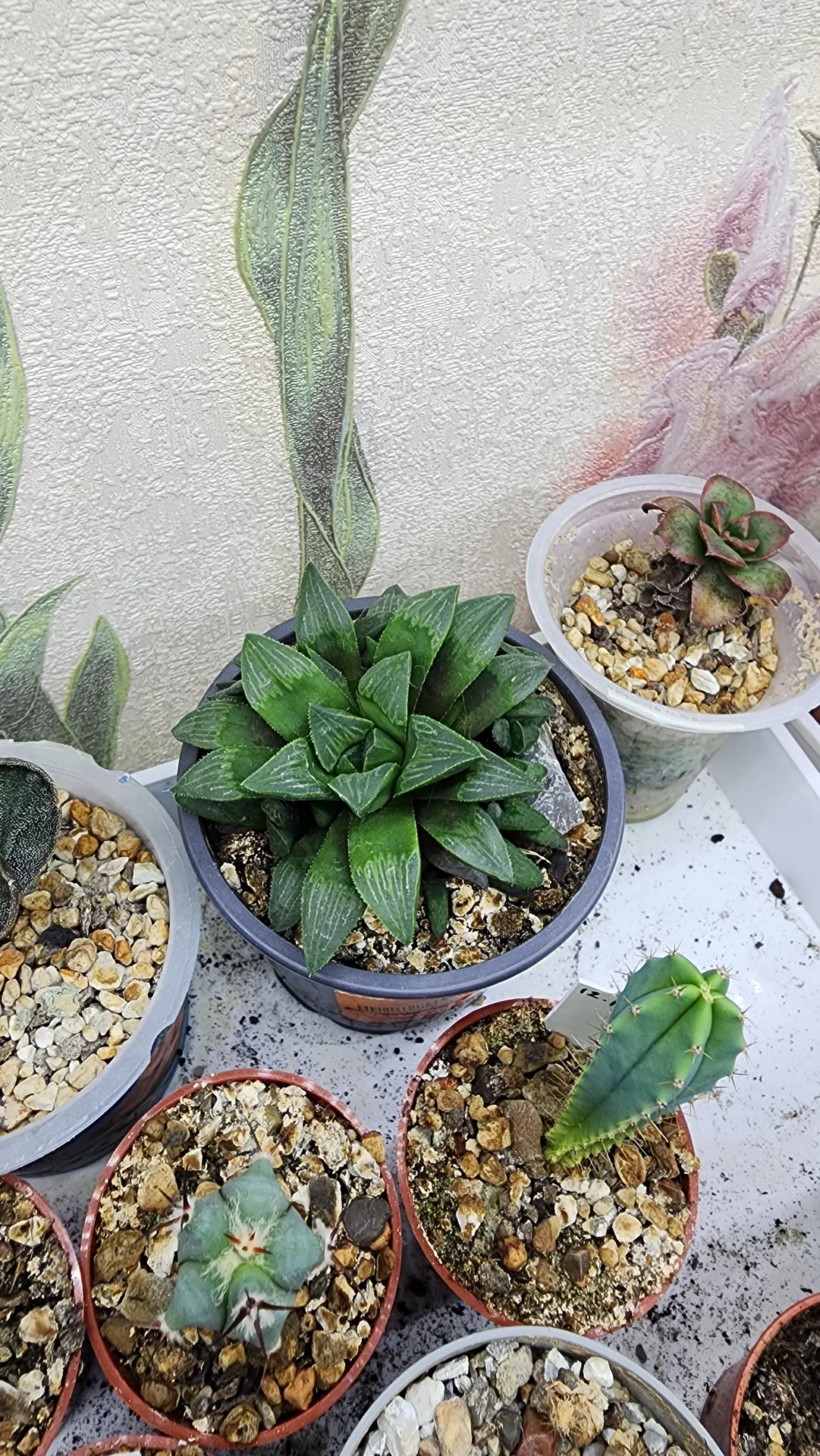 хавортия ретуза - миниатюра 2