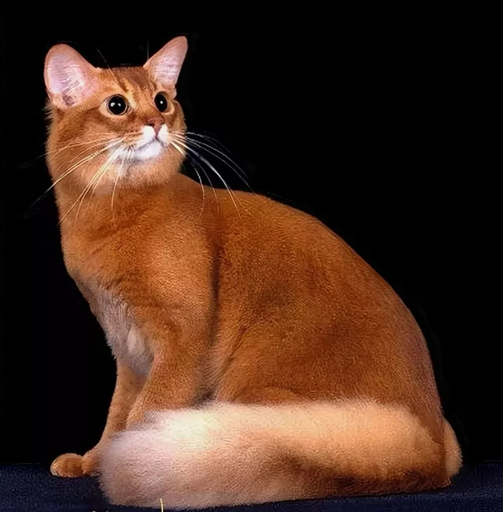 Элитные Сомалийские котята - миниатюра 6