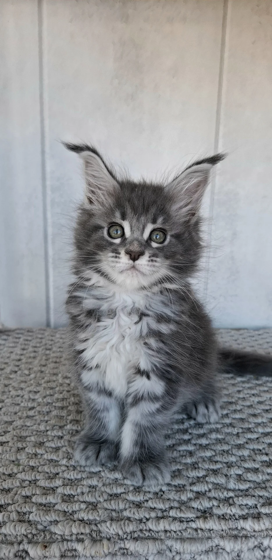 Котята мейн-кун - миниатюра 2