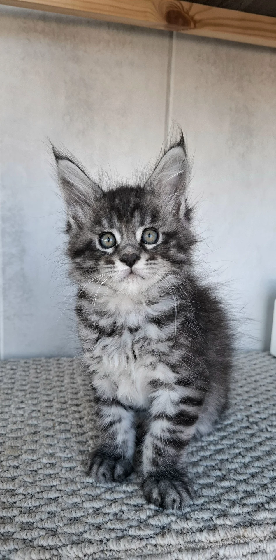 Котята мейн-кун - миниатюра 8