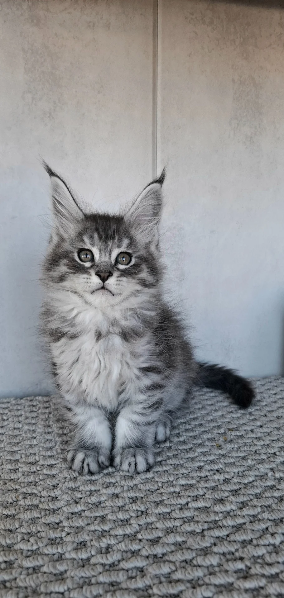 Котята мейн-кун - миниатюра 12