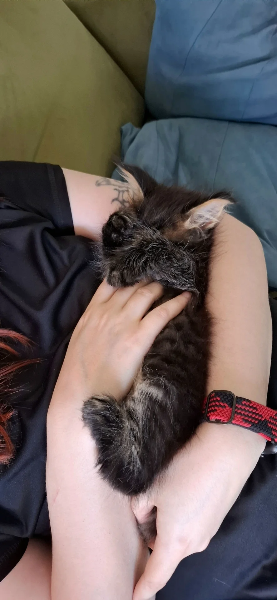 Котята мейн-кун - миниатюра 15