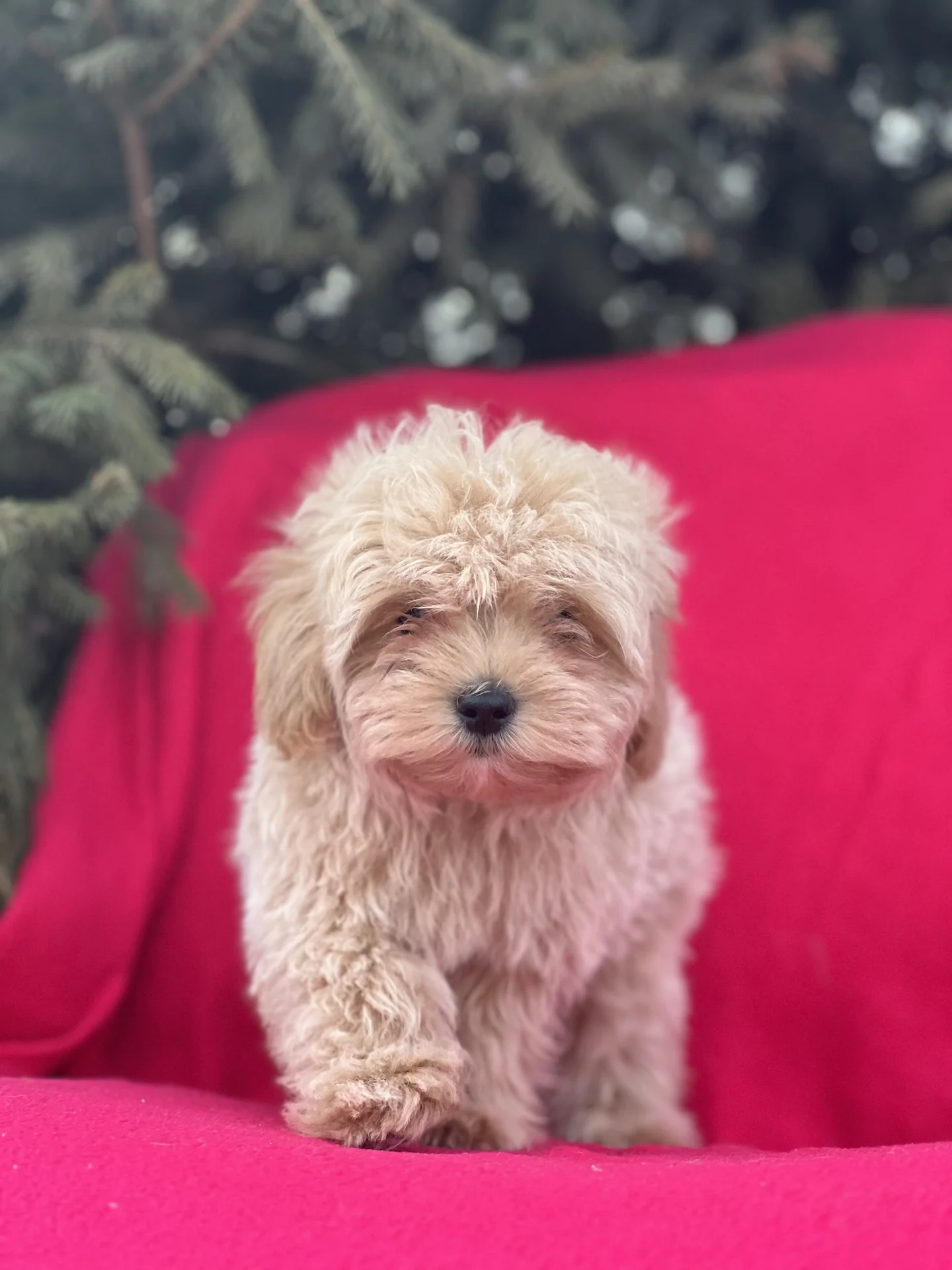 Мальтипу - миниатюра 13