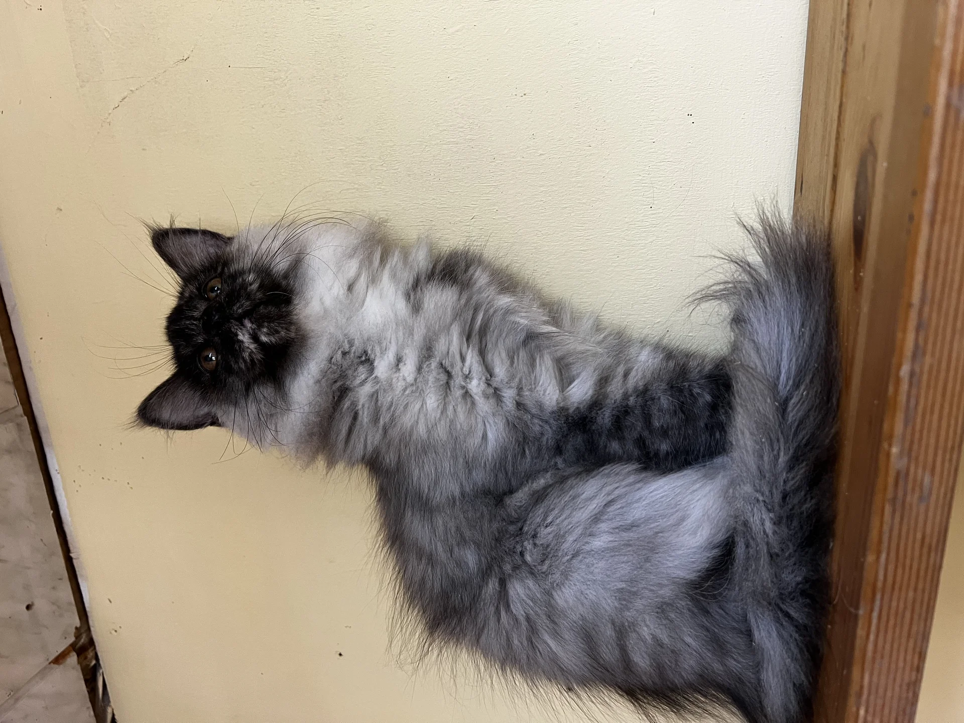 Котята Мейн Кун - миниатюра 6