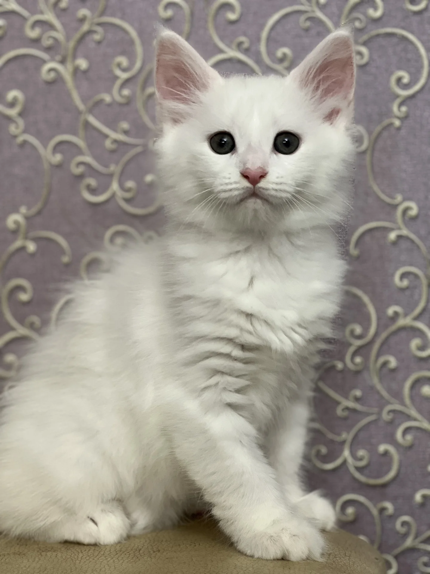 Котята Мейн Кун - миниатюра 8