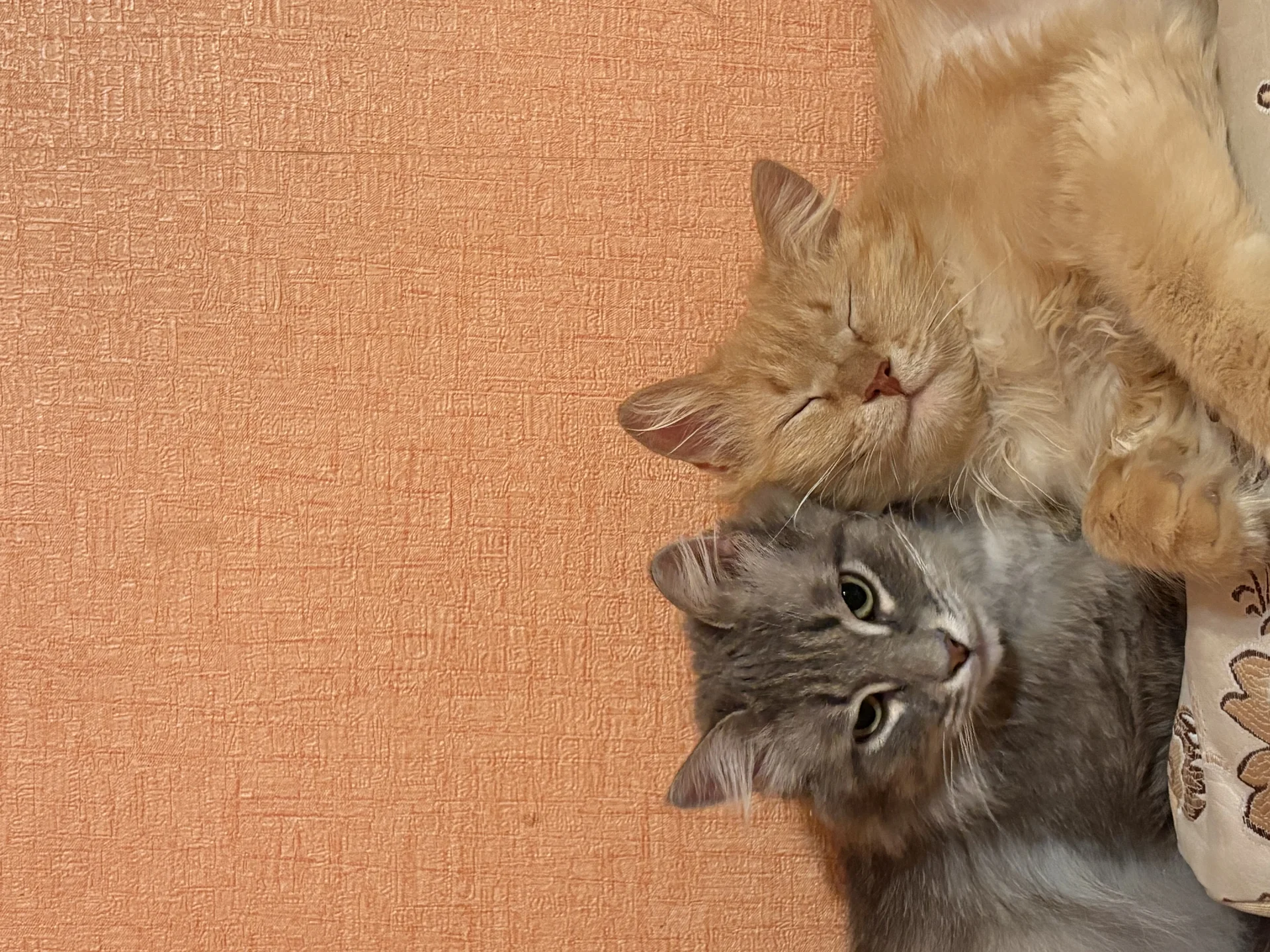 Коты в добрые руки - миниатюра 6