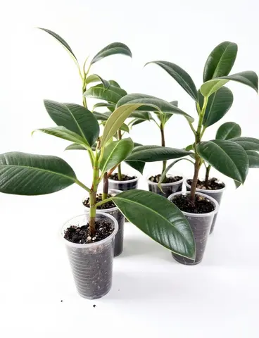 Фикус каучуконосный (Ficus elastica)