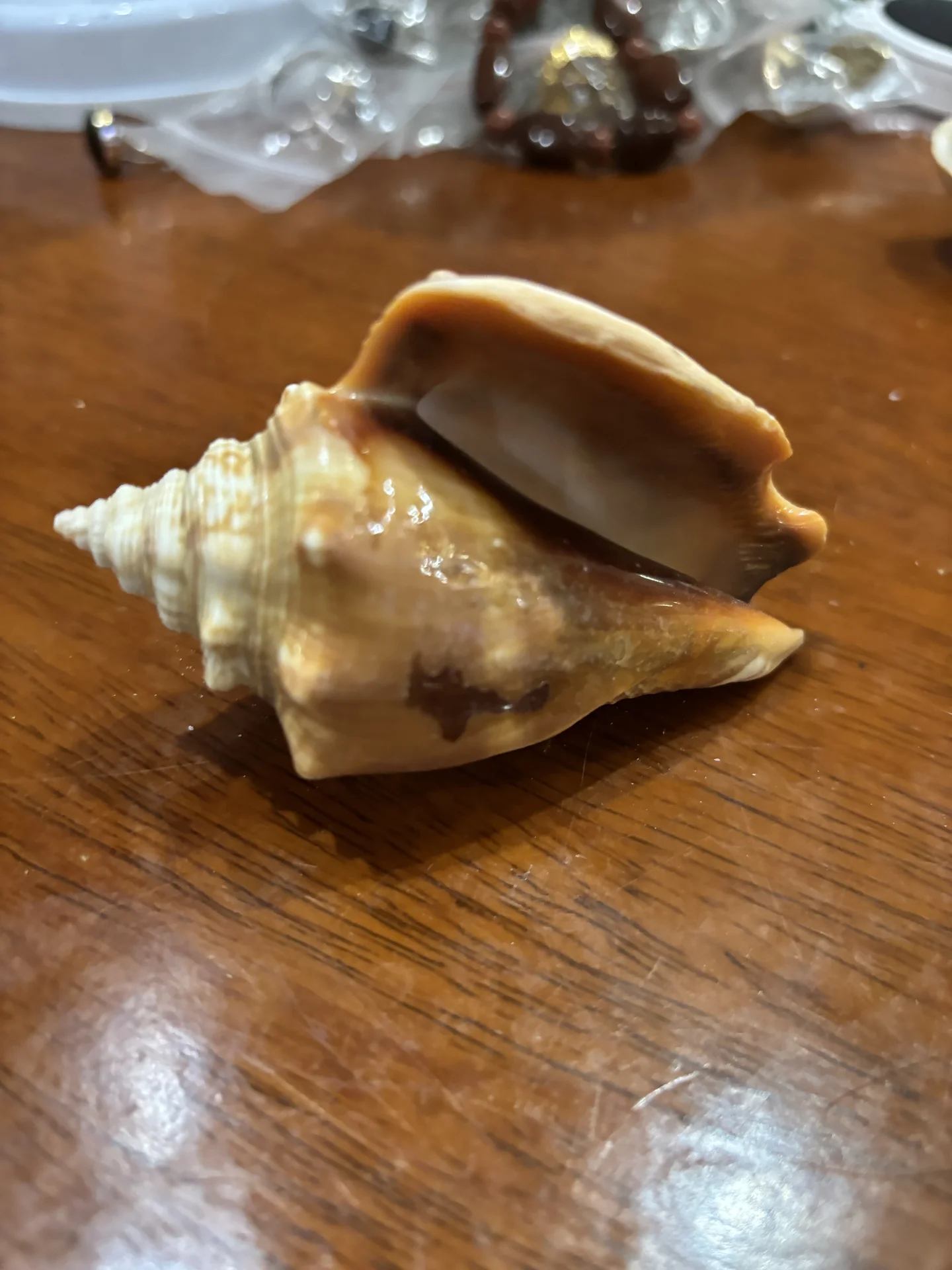 Ракушка морская - миниатюра 4
