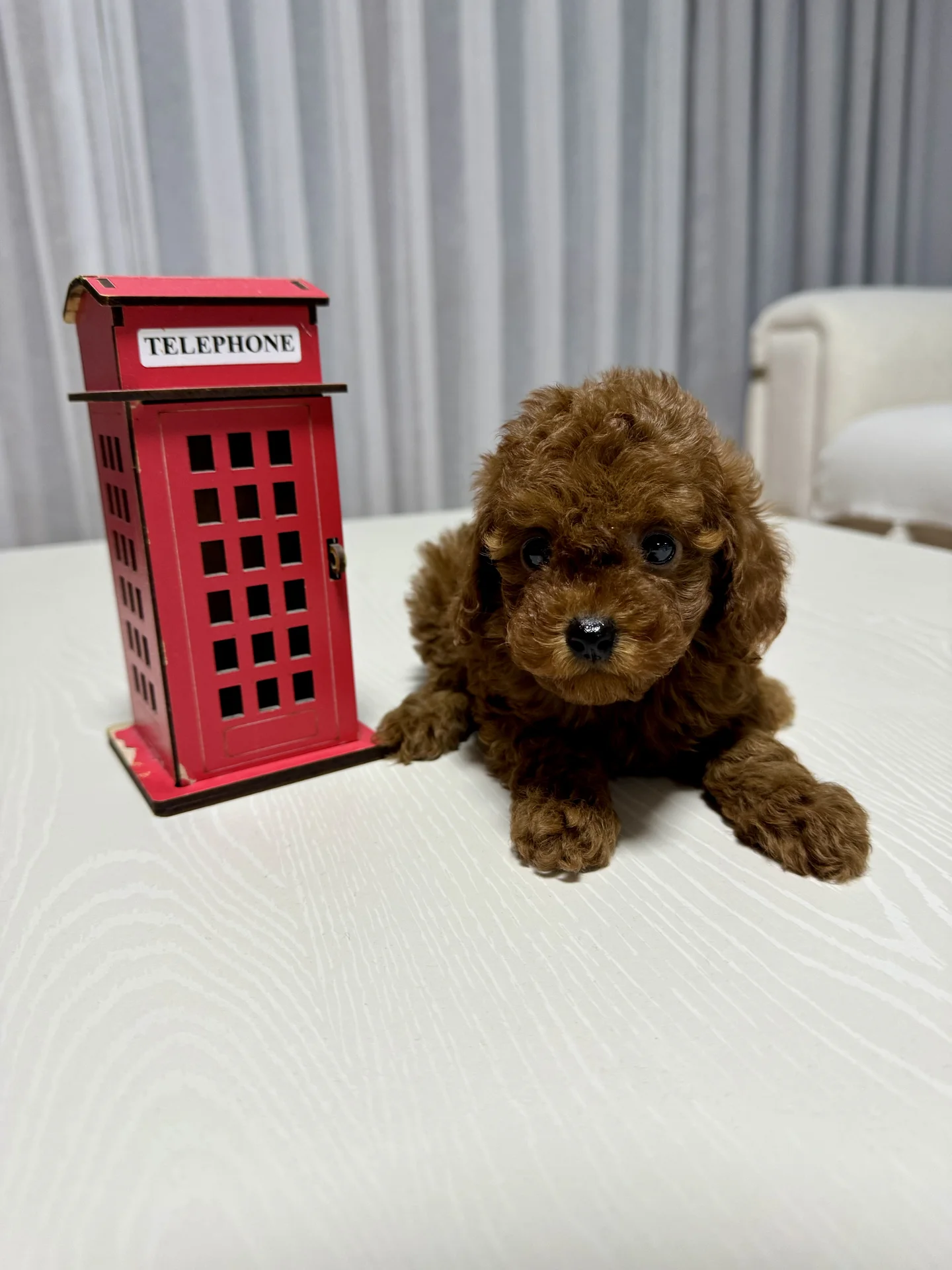 Мини корейский той-пудель Teddy🧸Baby Face девочка - изображение 1