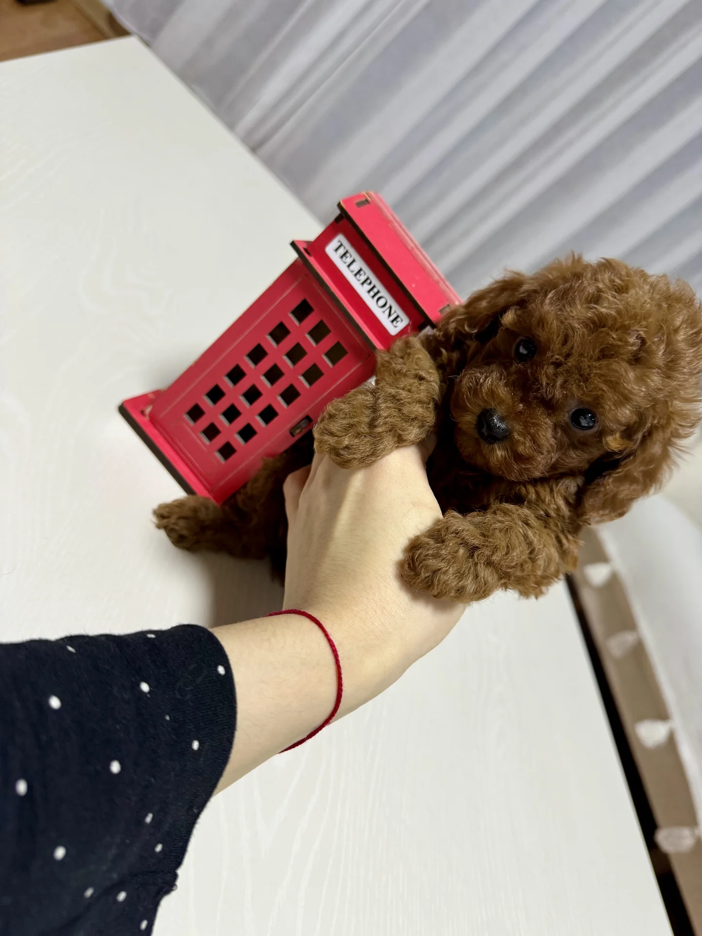 Мини корейский той-пудель Teddy🧸Baby Face девочка - миниатюра 2