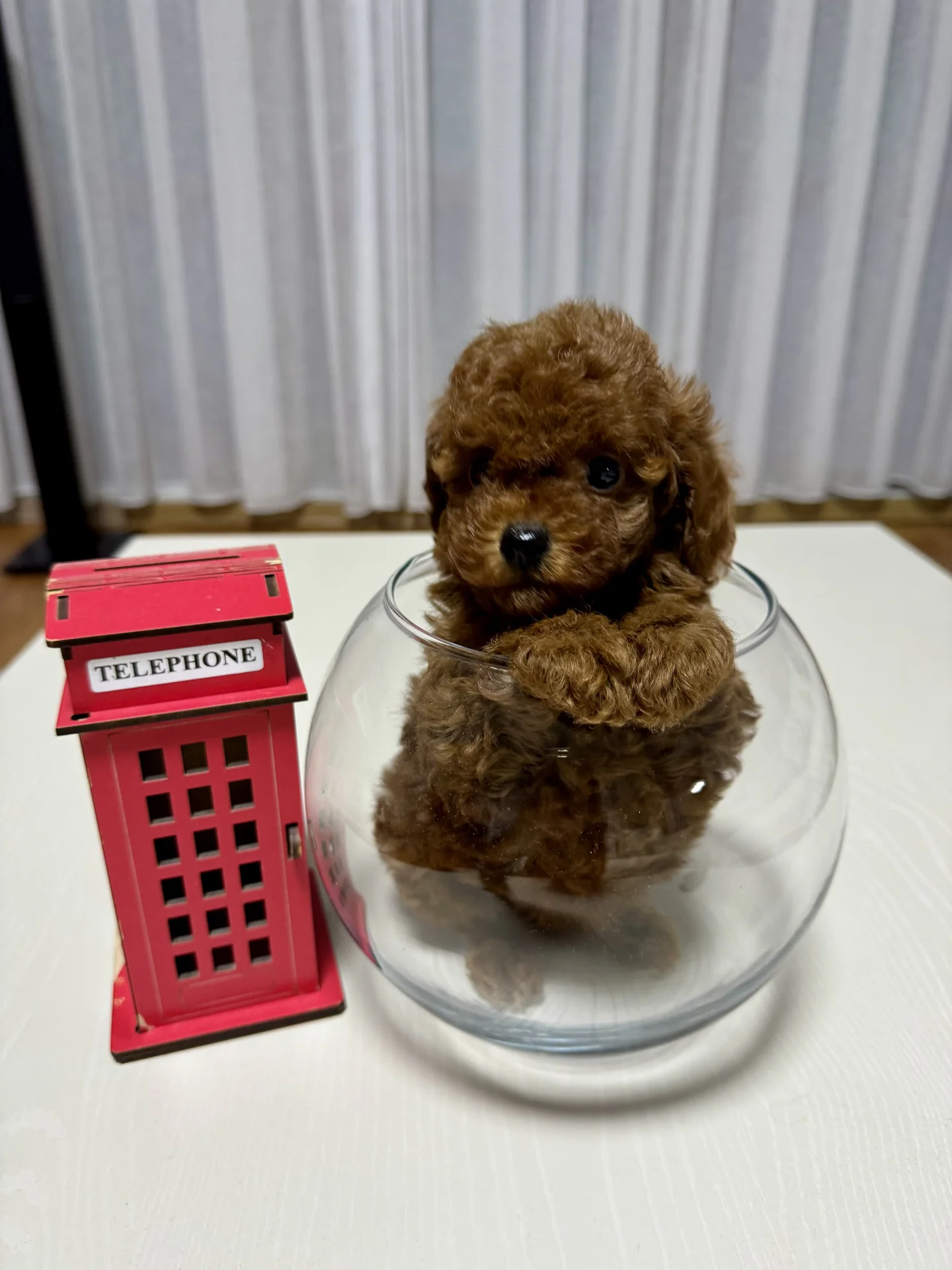 Мини корейский той-пудель Teddy🧸Baby Face девочка - миниатюра 3