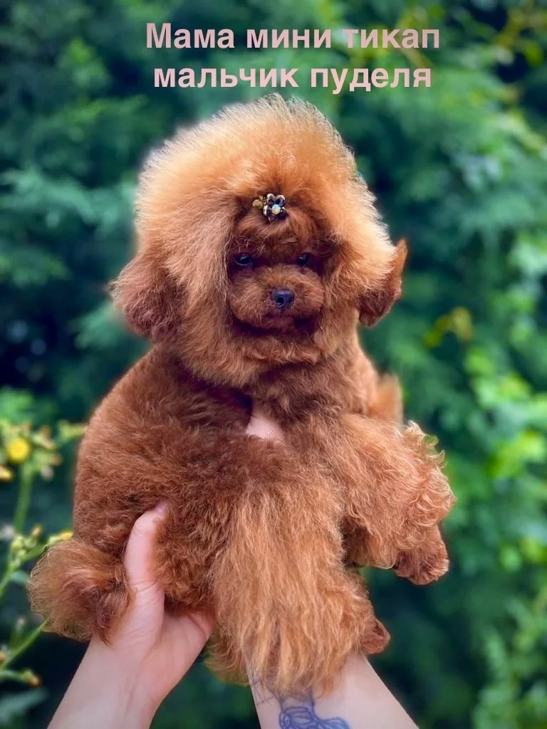 Мини корейский той-пудель Teddy🧸Baby Face девочка - миниатюра 9