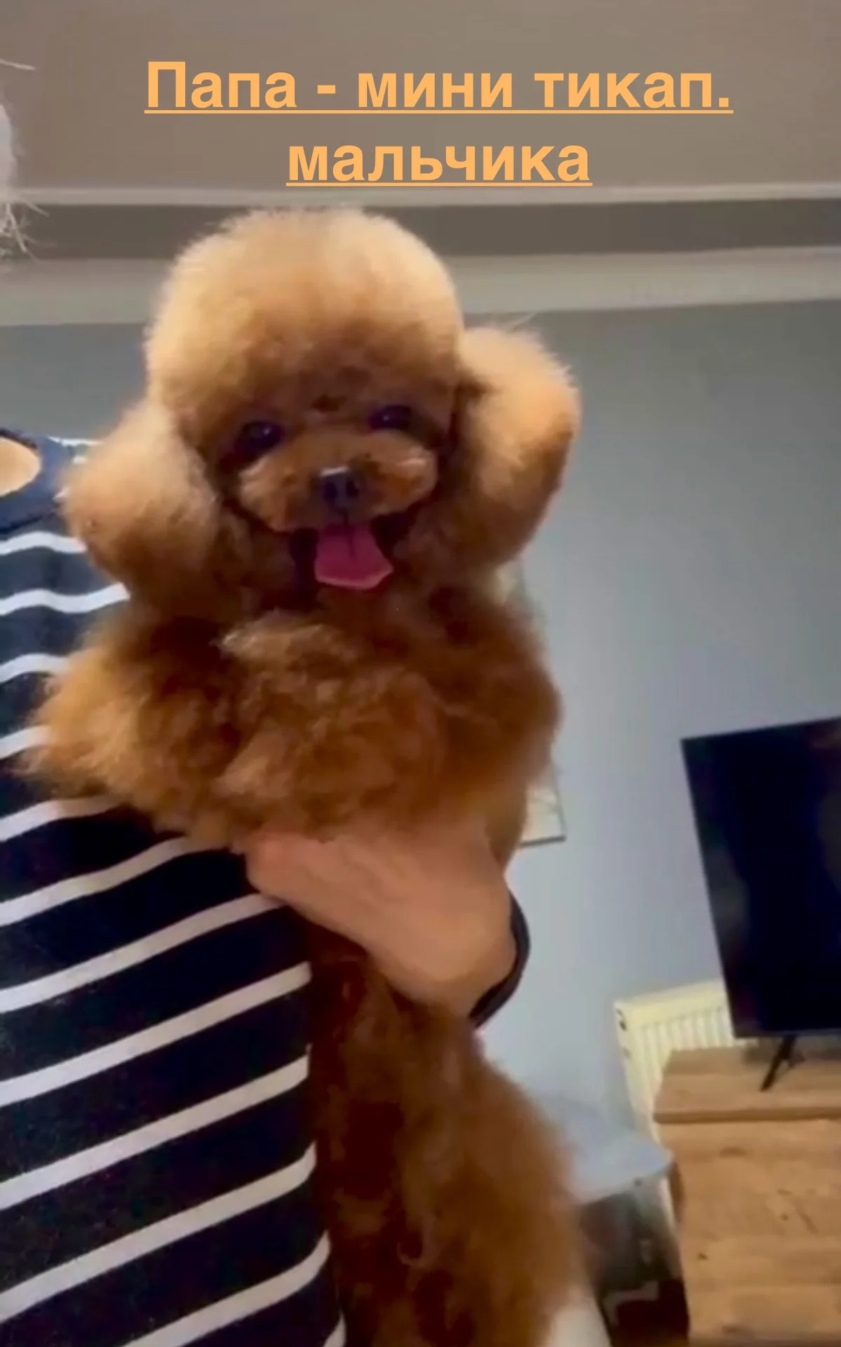 Мини корейский той-пудель Teddy🧸Baby Face девочка - миниатюра 10