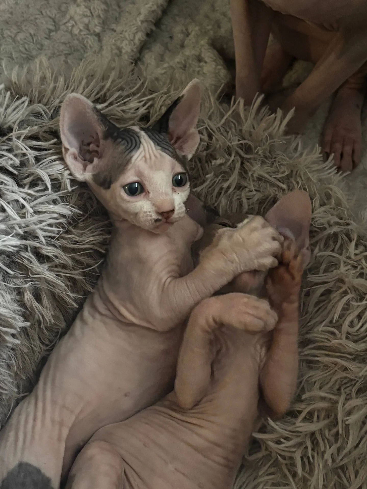 Котята - миниатюра 2