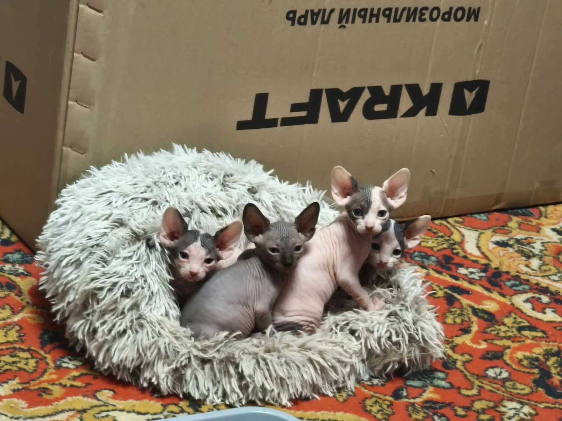 Котята - миниатюра 3