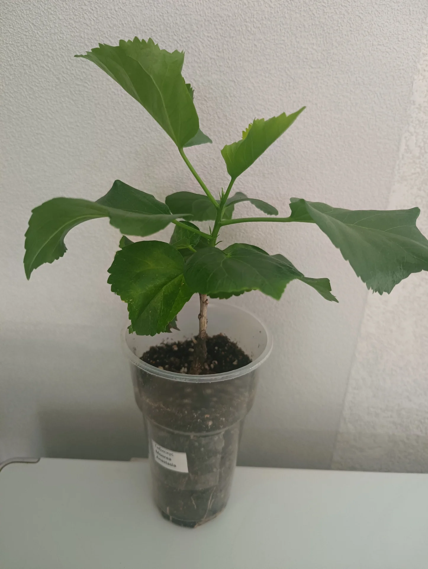 Гибискус Moorea Anastasia сортовой - миниатюра 3