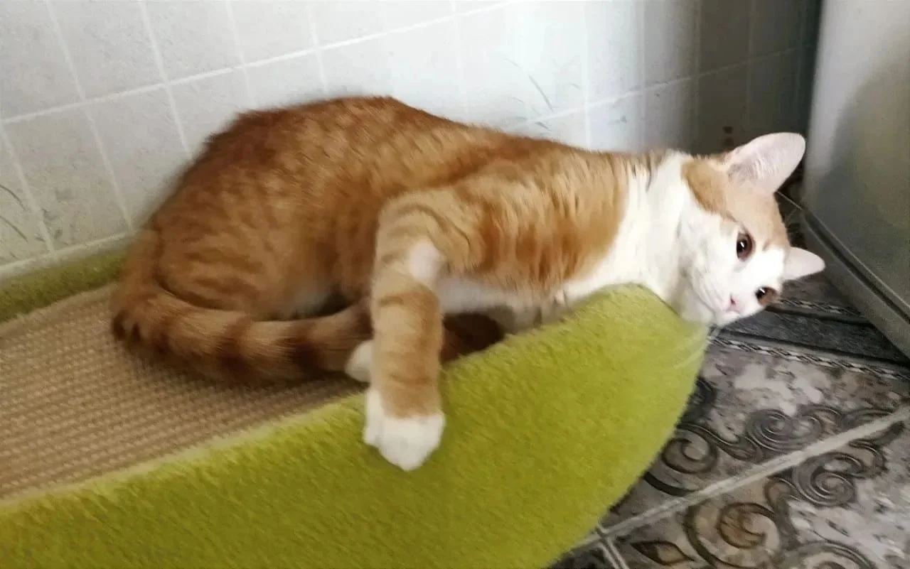 Отдам котенка в добрые руки - миниатюра 4