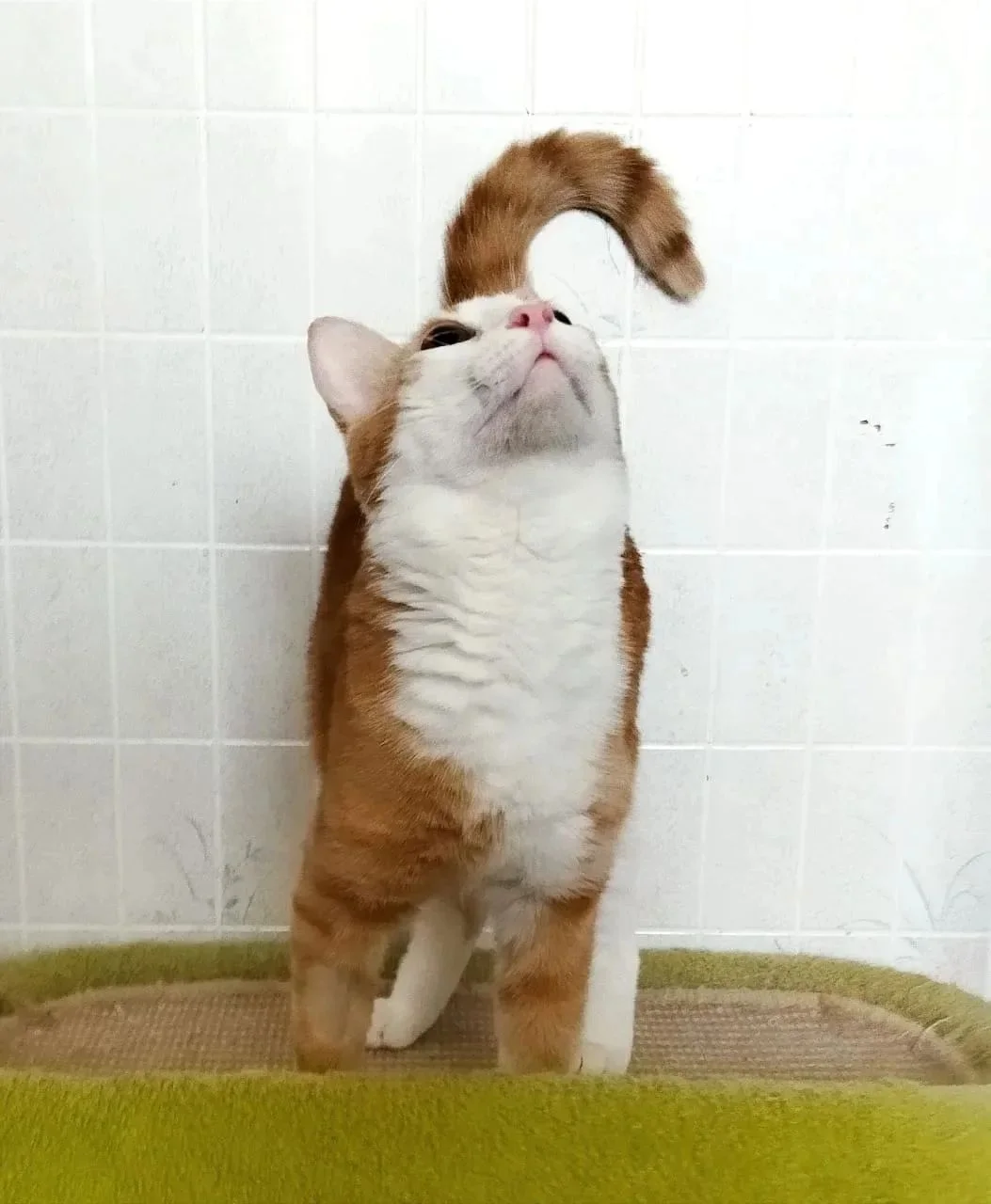 Отдам котенка в добрые руки - миниатюра 5