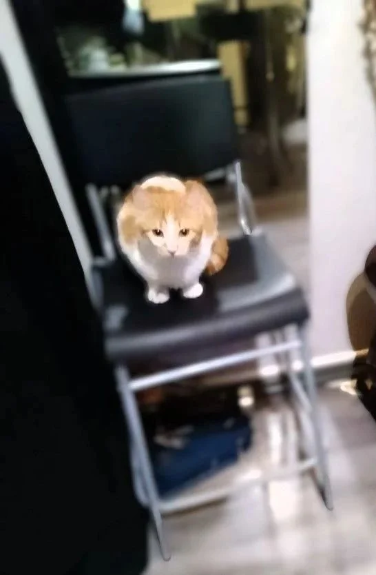 Отдам котенка в хорошие руки