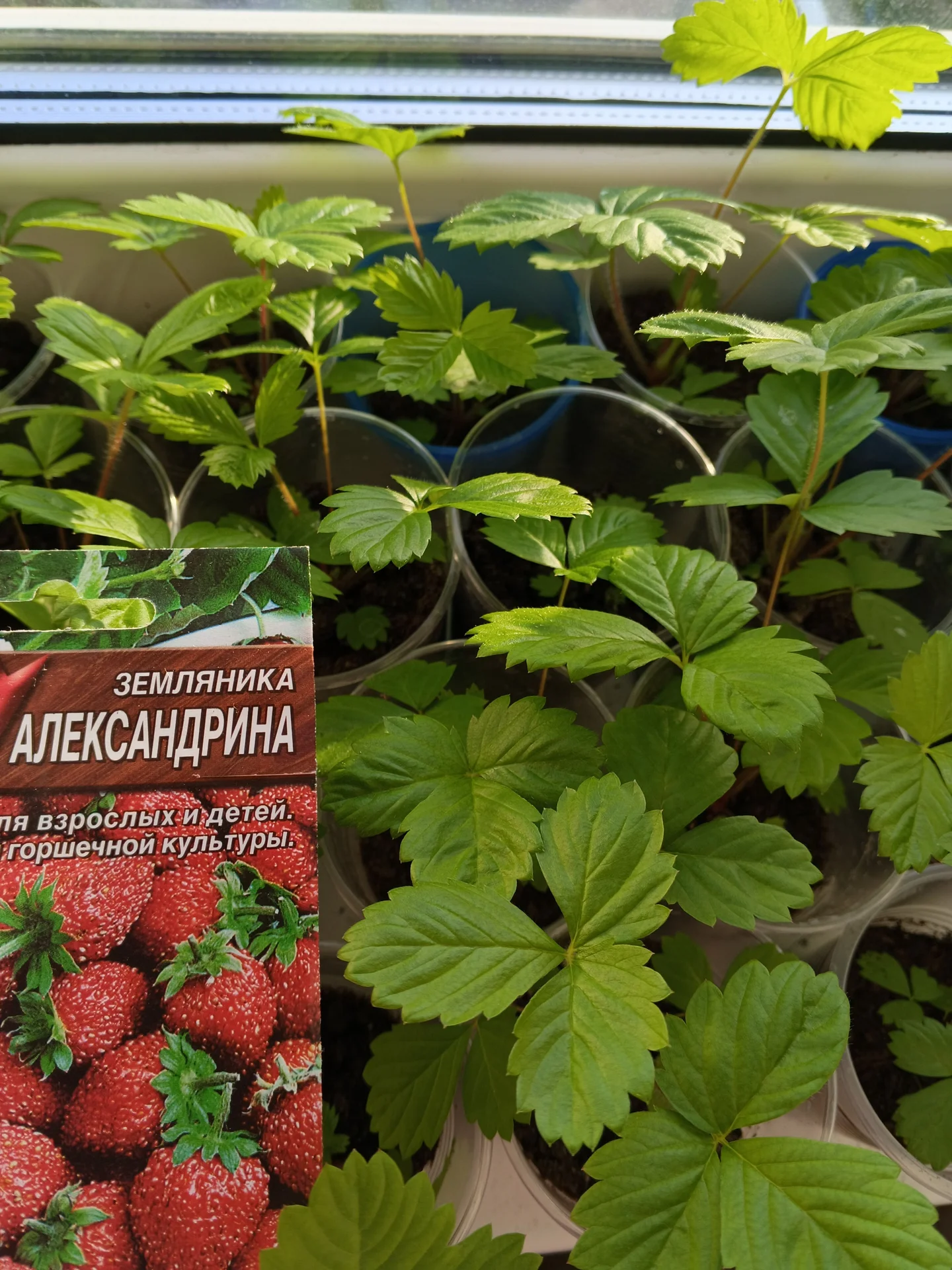 Рассада земляники сорт Александрина - изображение 1
