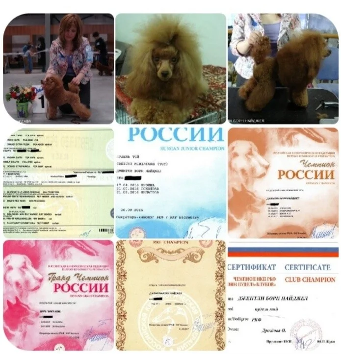 Пудель - миниатюра 8