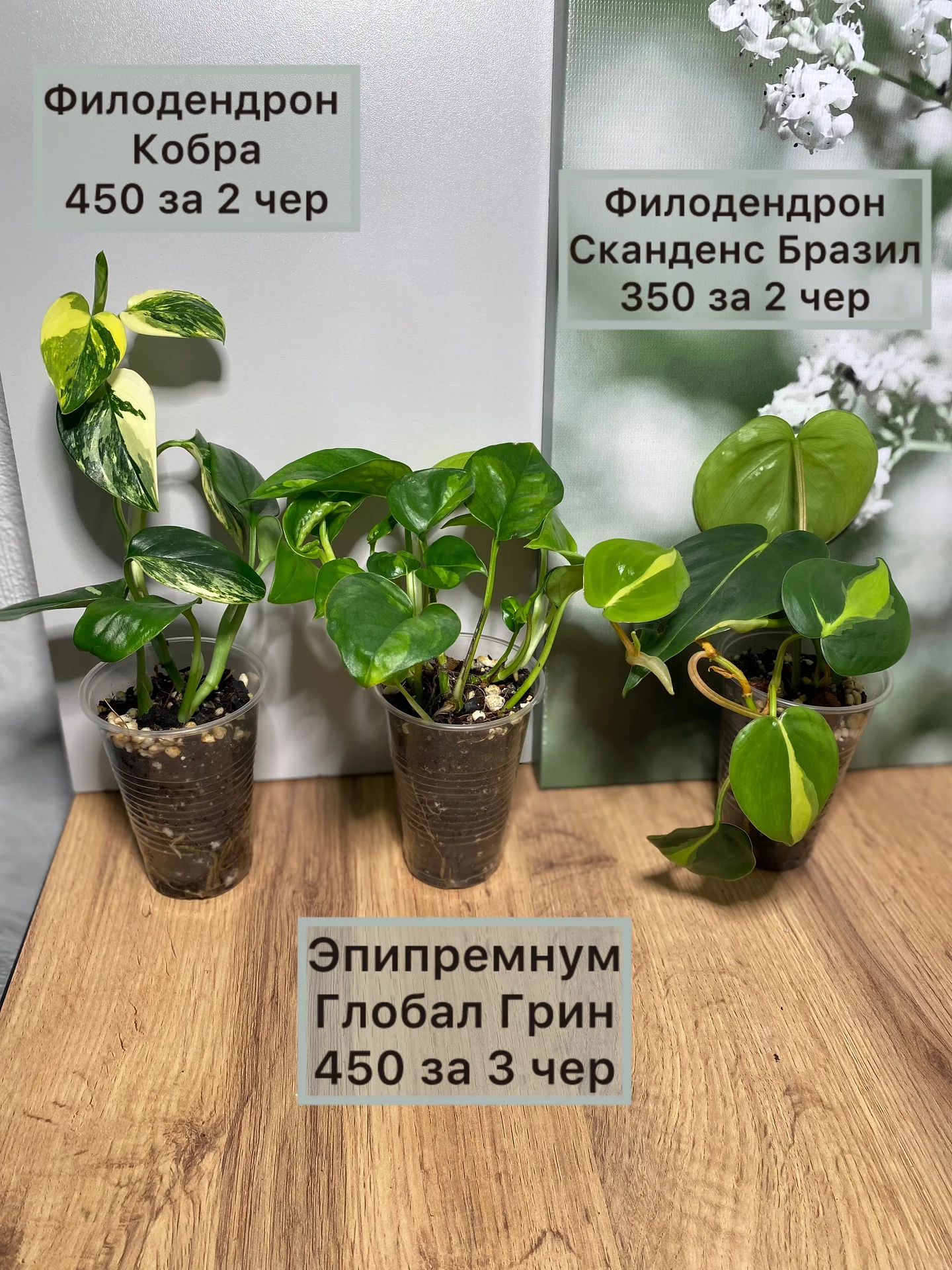 Алоказии ароидные и прочее - миниатюра 2