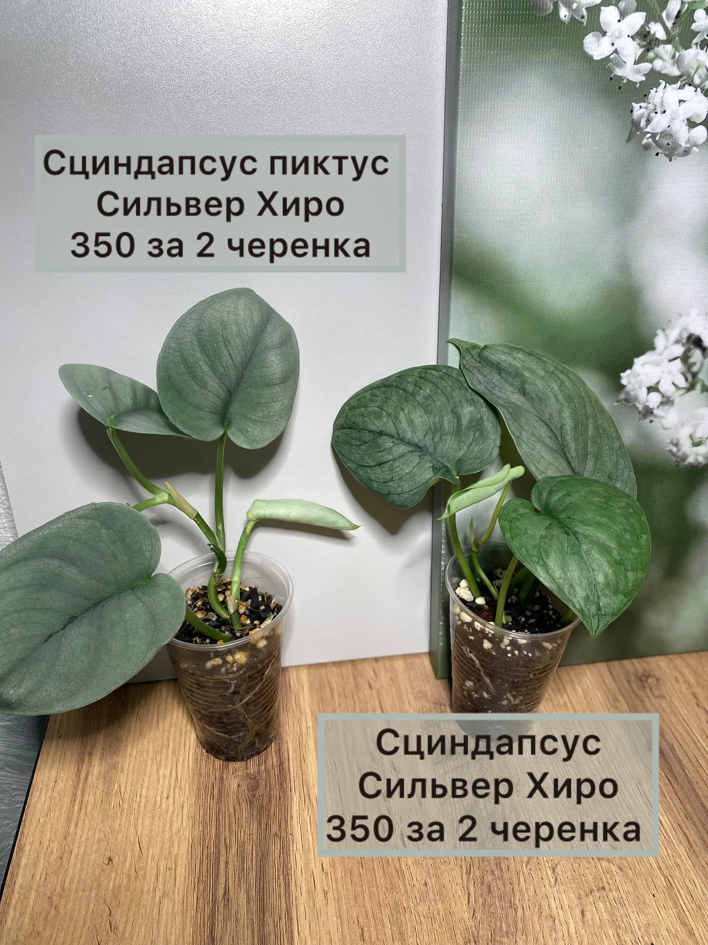 Алоказии ароидные и прочее - миниатюра 3