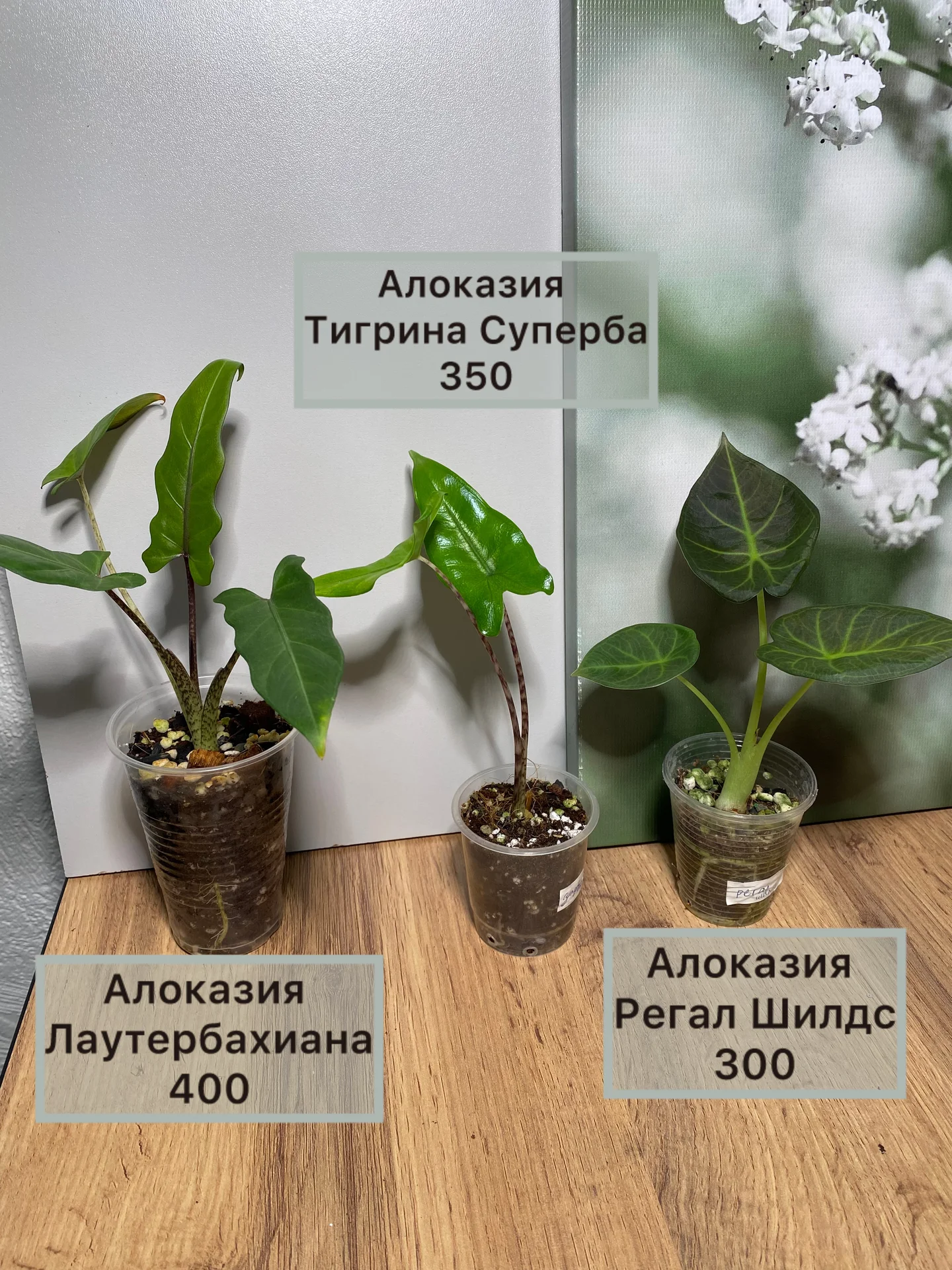 Алоказии ароидные и прочее - миниатюра 4