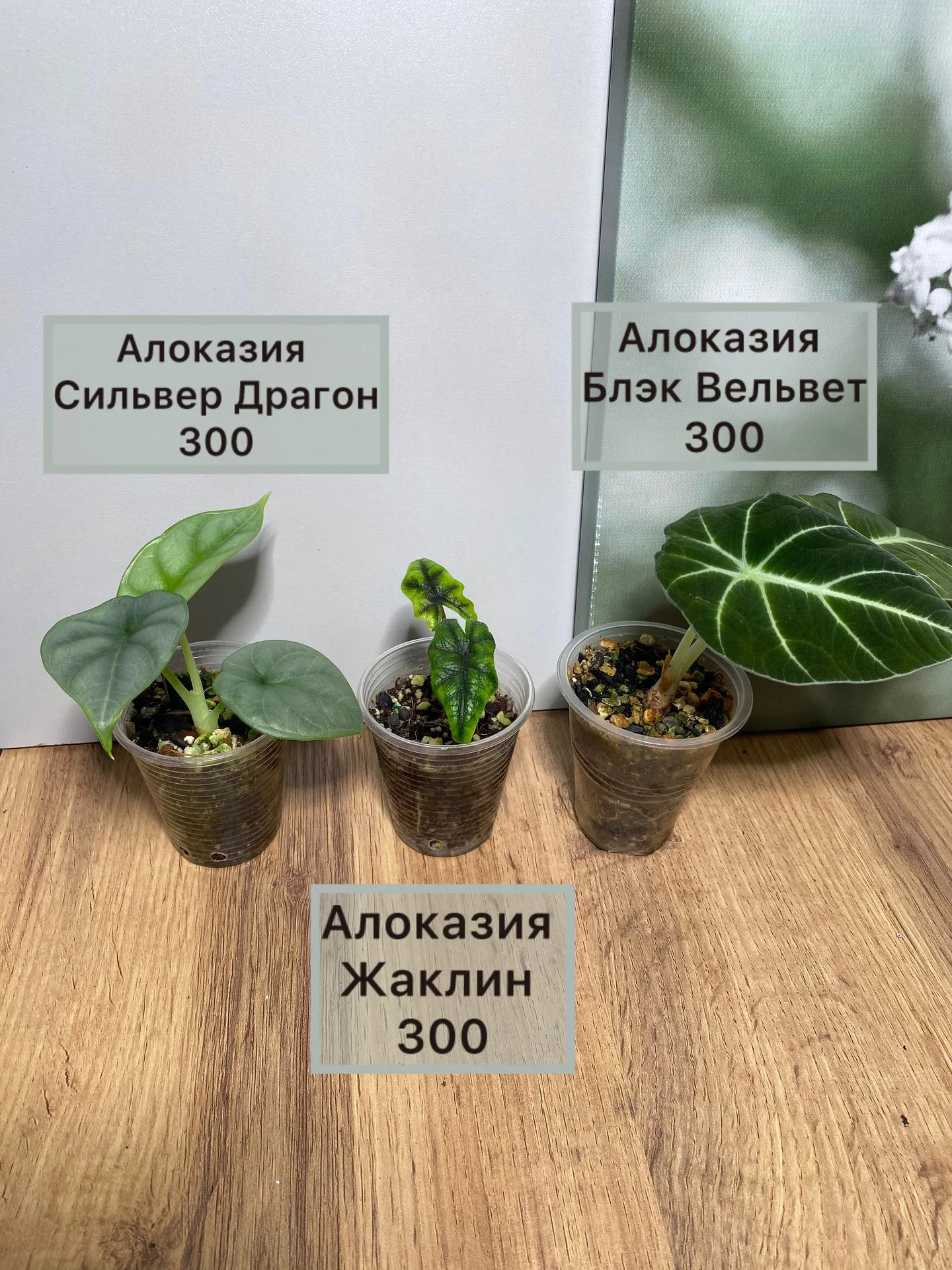 Алоказии ароидные и прочее - миниатюра 5