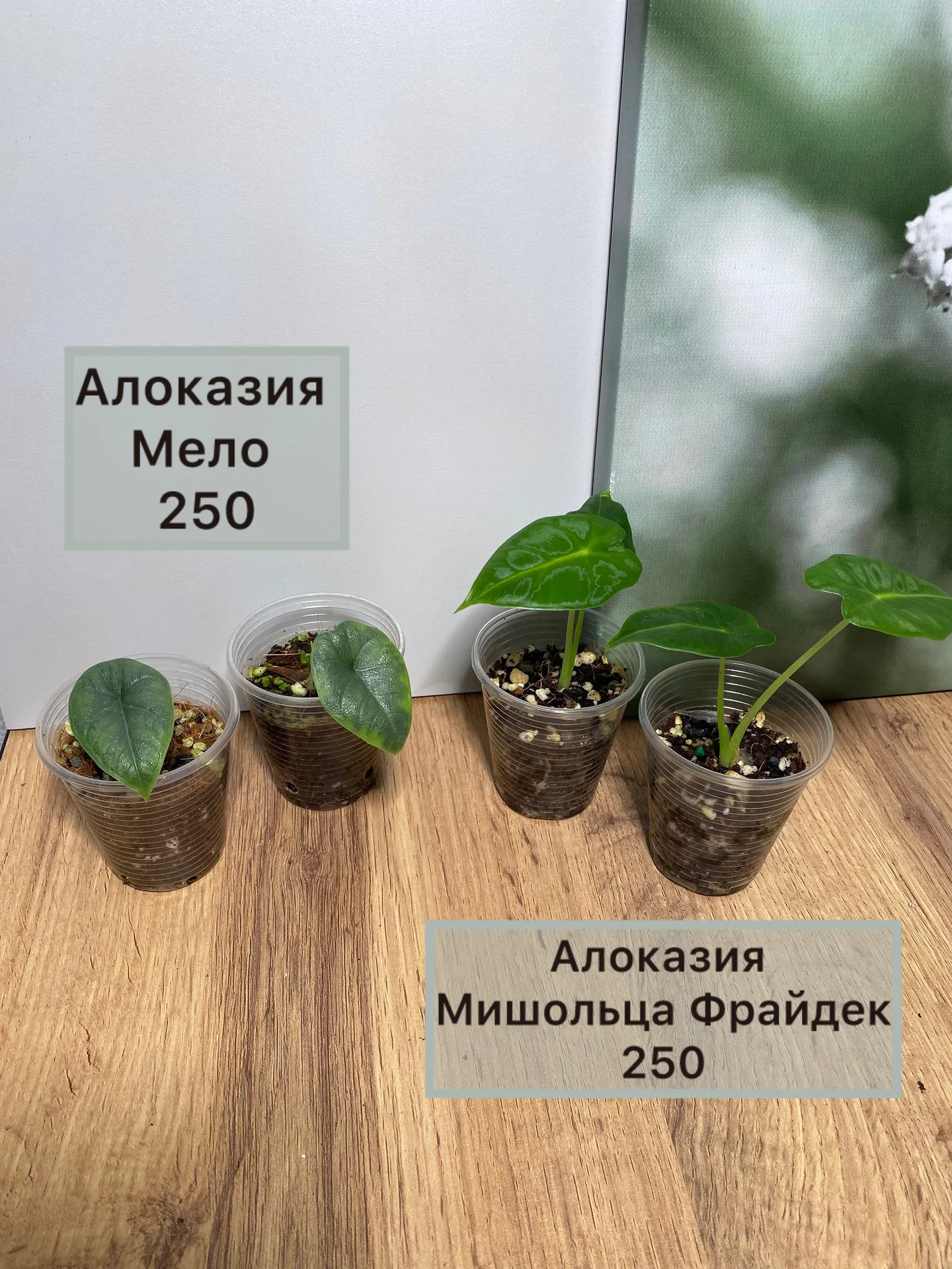 Алоказии ароидные и прочее - миниатюра 6